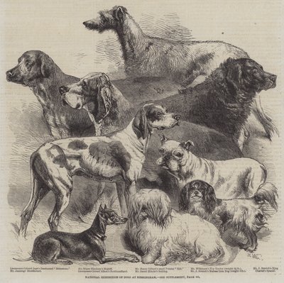 バーミンガムでの犬の全国展示 作： Harrison William Weir